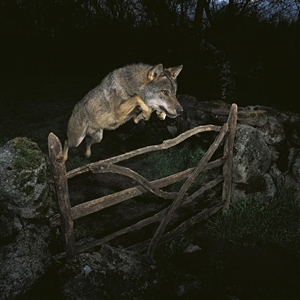 Tame wolf?
