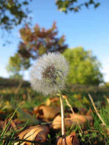 Depth of Field Explained - The right combination