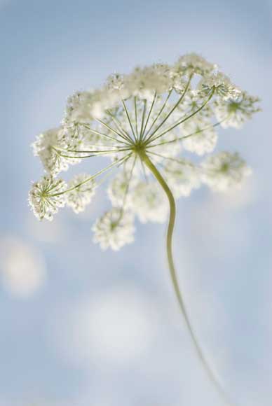 2010 International Garden Photographer of the Year - Carol Sharp 2010 International Garden Photographer of the Year - Carol Sharp