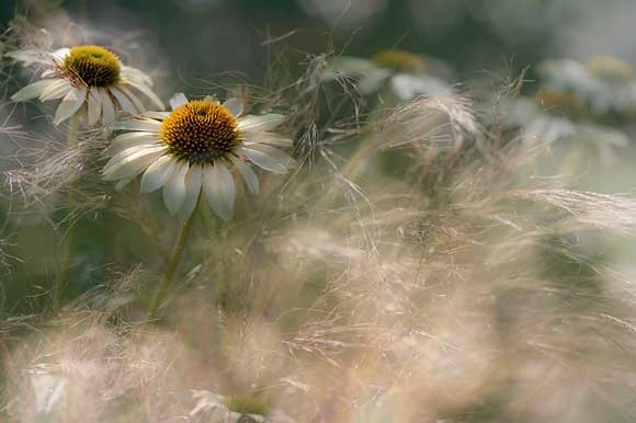 2010 International Garden Photographer of the Year - Jacky
Parker 2010 International Garden Photographer of the Year - Jacky Parker
