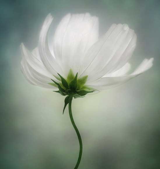 2010 International Garden Photographer of the Year - Mandy
Disher 2010 International Garden Photographer of the Year - Mandy Disher