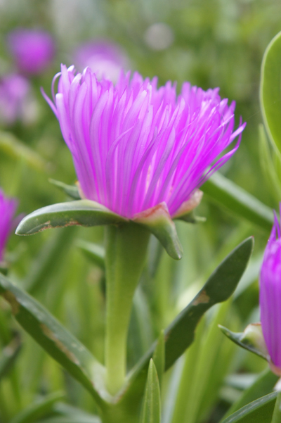 Sony NEX-5