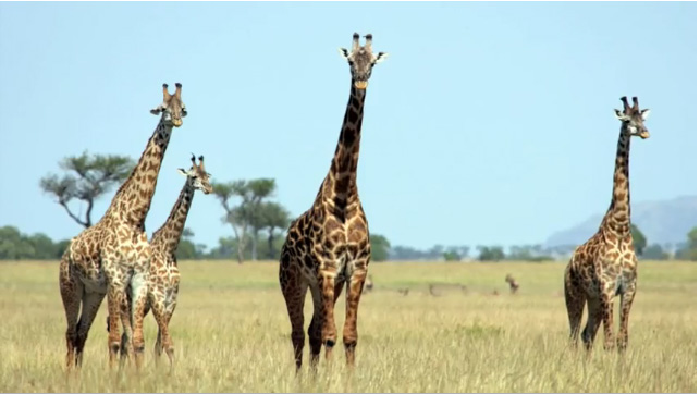 Wildlife Photography tips
