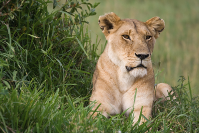 Lion taken with telephoto lens Lion taken with telephoto lens
