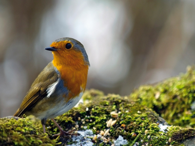 Robin