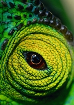 Macro Photography Seminar with Heather Angel