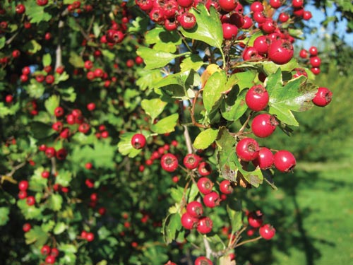 Canon A495 test image berries