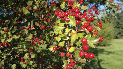 Nokia N8 test image berries