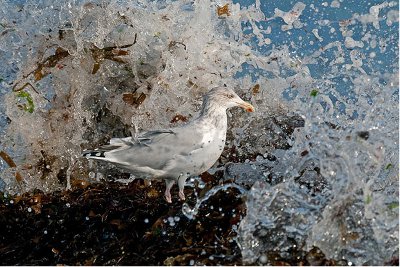 Steve Young: British Wildlife Photography Awards