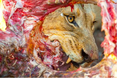 © Juergen Ross/ Veolia Environnement Wildlife Photographer of the Year 2010 