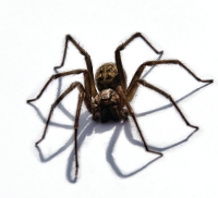 Spider by Maksim Malcev