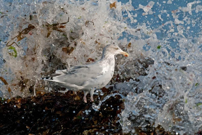 British wildlife award 2010 winner Gull