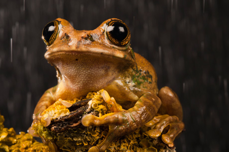 Frog Frog