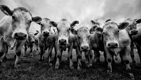 Nosy cows Nosy cows