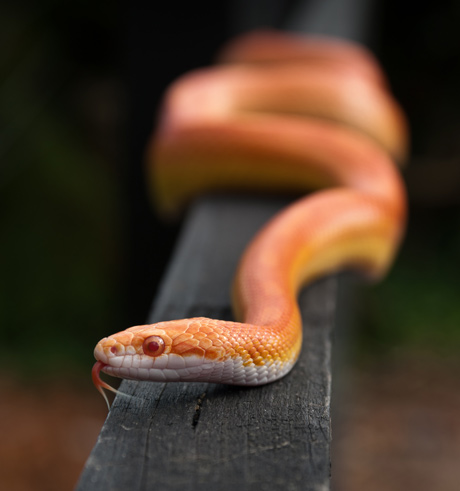 Snake Snake