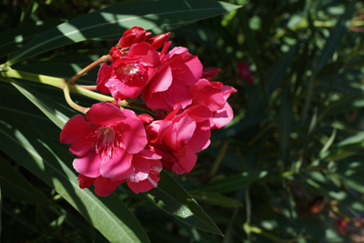 Sony A77 sample