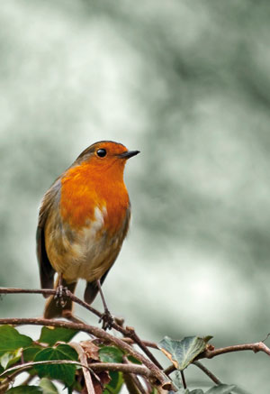 winter Robin wildlife