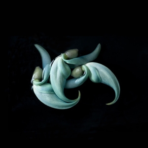 Macro photography seminar with Heather Angel