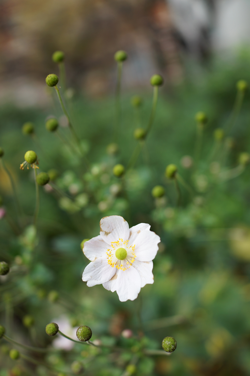 Sony RX1 sample image