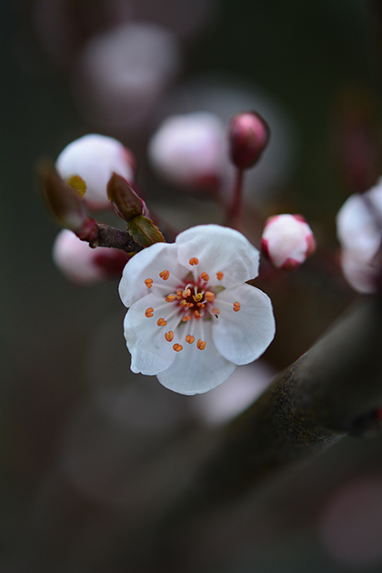 Nikon D7100 sample image 1