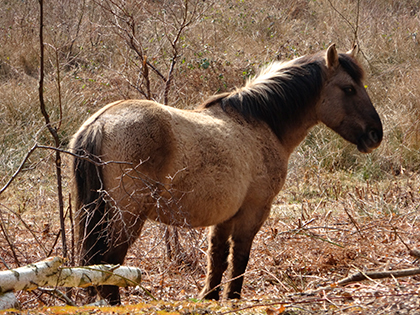 Sony WX300 sample image 2