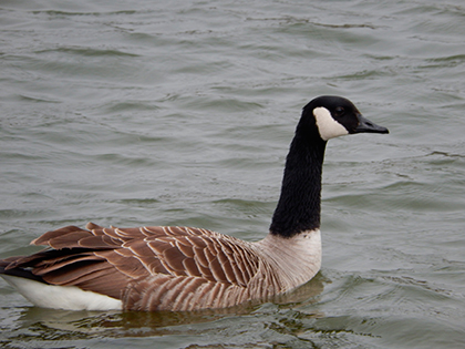 Nikon Coolpix S9500 sample image 3