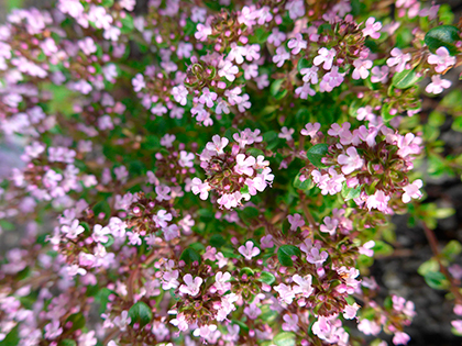 Panasonic Lumix LF1 Review - image quality