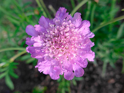 Panasonic Lumix LF1 sample image 4