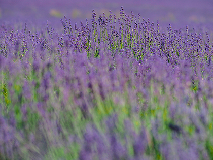 Olympus E-P5 sample image 1