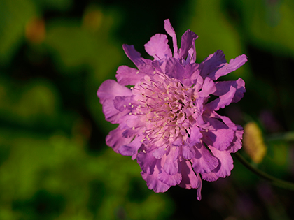 Olympus E-P5 Review - review sample image