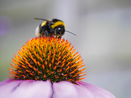 Panasonic Lumix GX7 Review - sample image