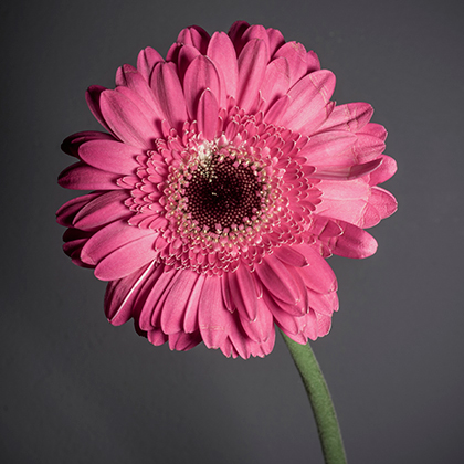 Pentax K-3 Review – sample image
