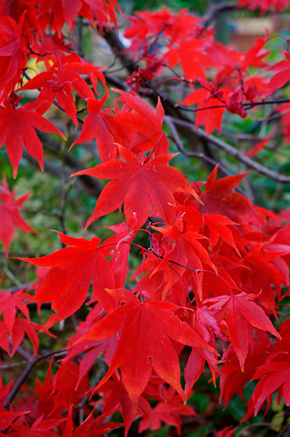 Sony NEX-5T Review - image quality