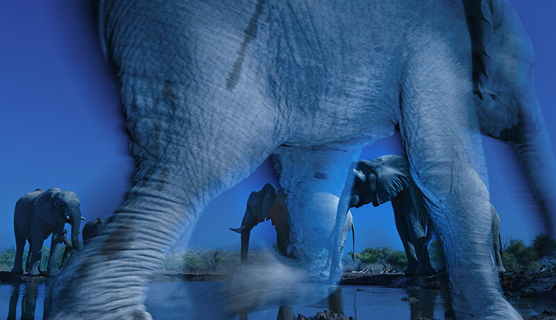 Interview with Greg Du Toit for WPOTY