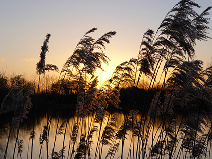 Panasonic Lumix TZ60 Review - image quality