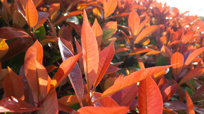 Samsung Galaxy Camera 2 Review - sample image