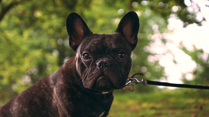 Sony Alpha A77 Mark II Review - sample image