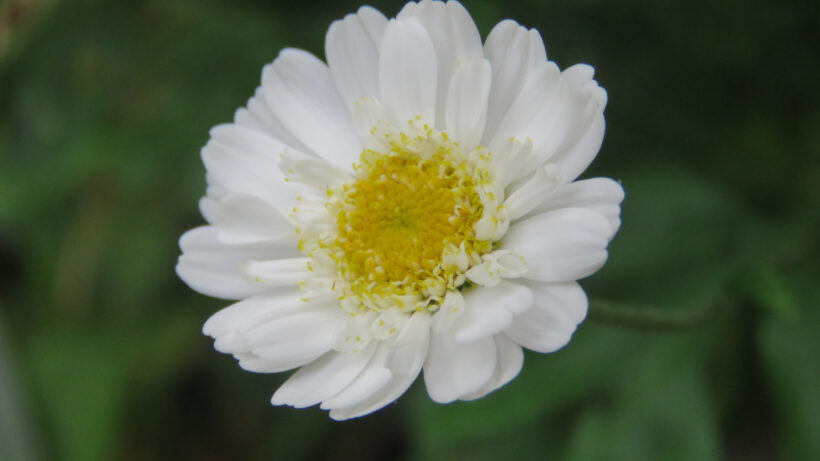 Canon PowerShot SX60 HS sample image 14