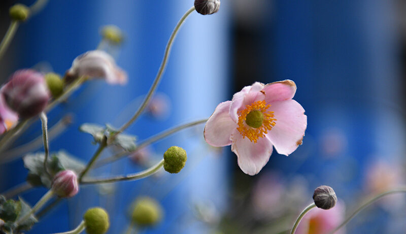 Nikon D750 sample image 1