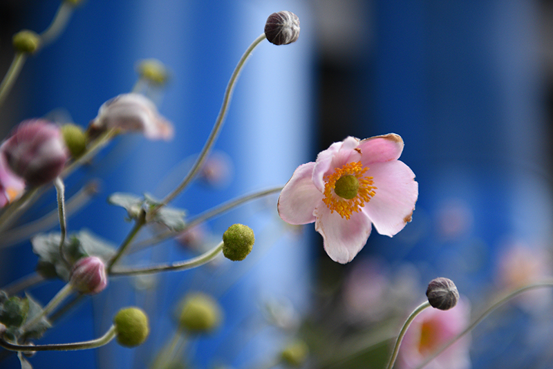 Nikon D750 sample image 1