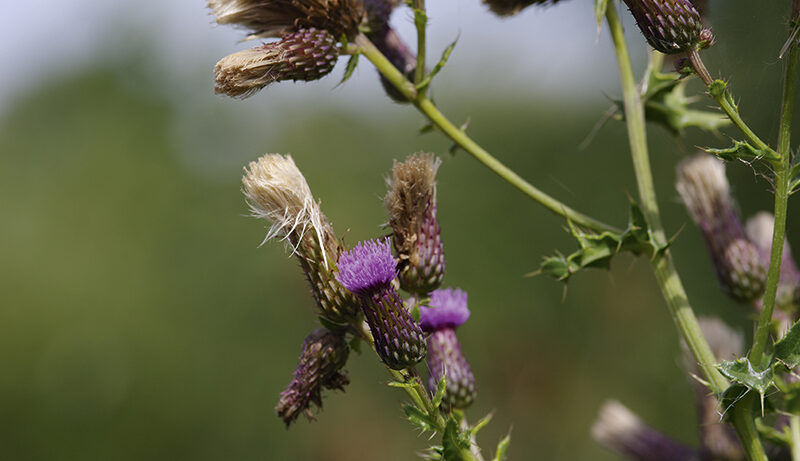 Pentax 645Z sample image flower