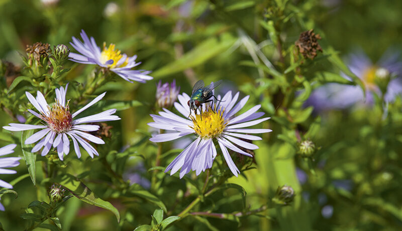 Pentax 645Z sample image fly