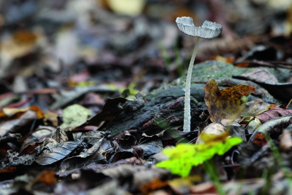 Canon EOS 7D Mark II sample image 1