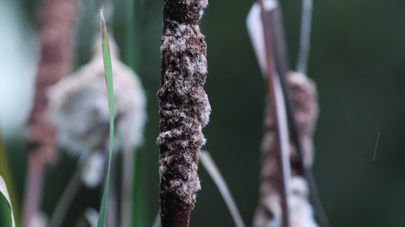Canon EOS 7D Mark II sample image 11