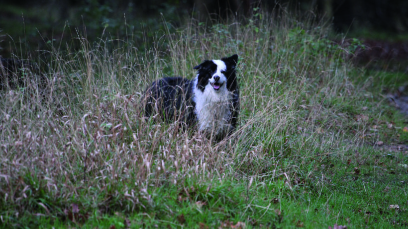 Canon EOS 7D Mark II sample image 15