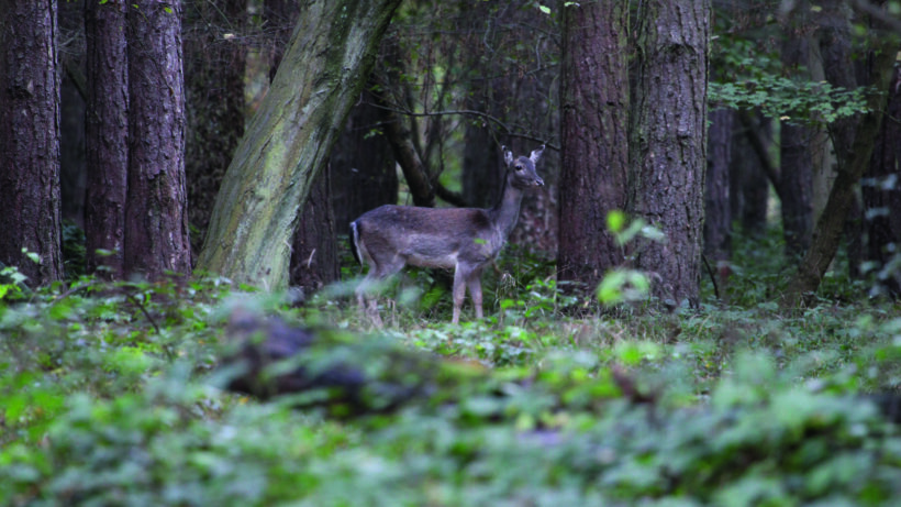 Canon EOS 7D Mark II sample image 3
