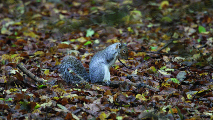 Canon EOS 7D Mark II sample image 4