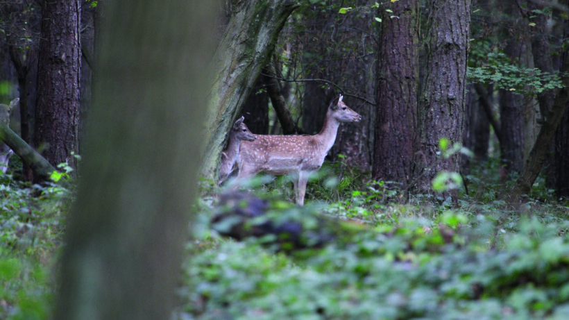 Canon EOS 7D Mark II sample image 9