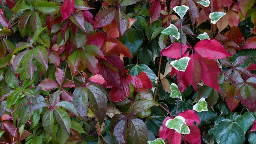 Panasonic Lumix LX100 sample image 4