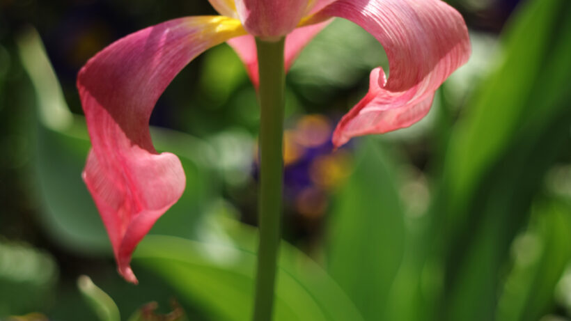 Canon EOS M3 sample image 2